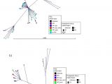 B Tree Drawing tool Investigation Of Horizontal Gene Transfer Of Pathogenicity islands
