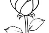 Basic Drawing Of A Rose 163 Best How to Draw Rose Images Drawings Drawing Flowers How to