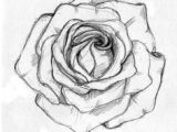 Best Drawing Of A Rose 136 Best Rose Drawings Images Painting Drawing Painting On