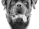 Big Drawing Dogs Pin by Dog Breeds On Aaa Dog Portraits Pinterest Rottweiler