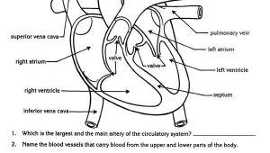 Blank Drawing Of A Heart Free Parts Of the Heart Worksheets Describe the Function Of the