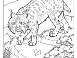 Bobcat Drawing Bobcat Coloring Pages Beautiful Camel Coloring Page Luxury Bobcat