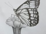 Butterfly and Flower Easy Drawing Beautiful butterfly Sat On the Flower Drawing butterfly
