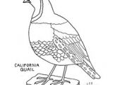 Cartoon Drawing Of A Quail 79 Best California Quail Images Quails Bird Art Quail