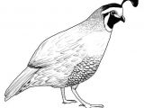 Cartoon Drawing Of A Quail Pin by Susan Carrell On Bobwhite and Quails Sketches Pinterest