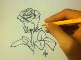 Cartoon Drawing Of A Rose How to Draw A Rose Easy Please Watch This In Youtube for Better
