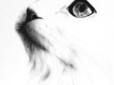 Charcoal Drawing Of A Cat 2291 Best Cat Drawings Images Cat Art Drawings Cat Illustrations
