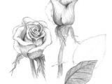 Charcoal Drawings Of Roses 38 Best Rose Images Pencil Drawings Drawing Flowers Paintings