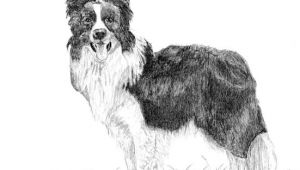 Collie Drawing Easy Pin by Frejareuter18 On Drawing Border Collie Collie Dog
