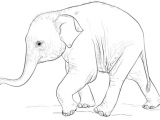 Cute Drawing Of Elephant Cute Baby Elephant Coloring Page From Elephants Category Select