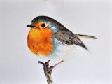 Cute Drawing with Color original Drawing Colored Pencil Bird Illustration Cute Robin 5 5×8