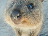 Cute Quokka Drawing 22 Best Adorable Aussies Images Cutest Animals Wild Animals