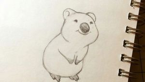 Cute Quokka Drawing Warm Up Sketch for You Internet A Happy Little Quokka Those