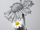 Daisy Drawing Tumblr 50 Best Daisy Images Bellis Perennis Daisy Background Images
