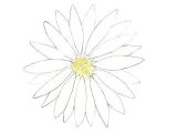 Daisy Drawing Tumblr Flower Drawing Easy Flowers Drawingchallenge Flower Drawings