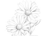 Daisy Drawing Tumblr Resultado De Imagem Para Daisy Flower Drawing Tattoos Pinterest