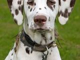 Dalmatian Dog Drawing Brown Dalmatian Puppy Dog Liver and White Dalmatian is What I M Use