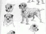Dog Drawing Gif White Border Terriers Google Search Border Terrier Pinterest
