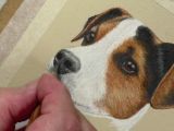 Dog Drawing Jake Draw A Jack Russell Pastel Pencils Pastel Animal Video Pastel