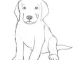 Dog Drawing Really Easy How to Draw A Puppy Drawing Drawings Puppy Drawing Sketches