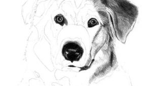 Dog Drawing Techniques How to Draw A Dog Free Graphite Art Lesson Art Drawing