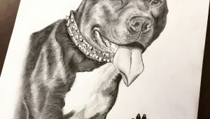 Dog Drawing Time Lapse Time Lapse Drawing Of A Pit Bull Dog by Karen Governale Www