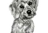 Dog Drawing to Copy 14 Best Small Breed Dogs I Ve Sketched Images Small Breed Dogs