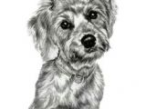 Dog Drawing to Copy 14 Best Small Breed Dogs I Ve Sketched Images Small Breed Dogs