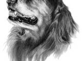 Dog Drawing to Copy 49 Best Sporting Breed Dogs I Ve Sketched Images Dog Art Pet