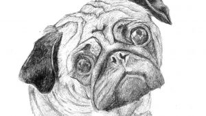 Dog Drawing to Print Pug 25 Print Art Drawing Ww Petsbypencil Co Nz Prints Draw