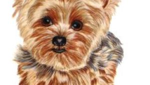 Dog Drawing Yorkie 161 Best Cartoon Yorkies Images Dog Paintings Drawings Of Dogs