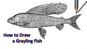 Dogfish Drawing Grayling Fish Drawing Drawing Drawings Fish Drawings Easy Drawings