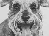 Dogs Barking Drawing Schnauzer Dog Print Drawing Bearded Wonders Schnauzers