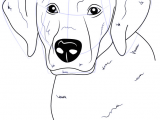 Dogs Drawing Png Labrador is A Dog which Belongs to Gun Type Dog This Dog is Called