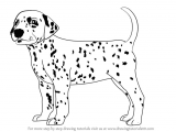 Dogs Drawing Png Learn How to Draw A Dalmatian Dog Dogs Step by Step Drawing