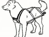 Dogs Drawing Sleds 19 Best Dog Sledding Images Sled Dogs Animales Dogs