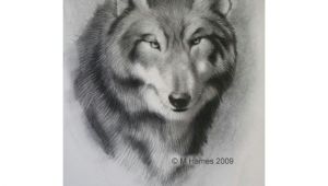 Draw A Easy Wolf Face A Step by Step Guide Of How to Draw A Wolf