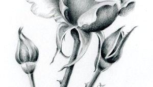Draw A Full Rose Easy Way to Draw A Rose 2860 Best Pencil Sketch Images On Pinterest