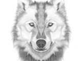 Draw A Realistic Wolf Eye 109 Best Wolf Images Wolf Drawings Art Drawings Draw Animals