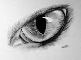 Draw A Realistic Wolf Eye 82 Best Realistic Animal Drawings Images Animal Drawings Draw