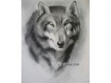 Draw A Realistic Wolf Eye A Step by Step Guide Of How to Draw A Wolf