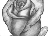 Draw A Rose Dragoart Hoontoidly Roses Drawings Images