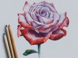 Draw A Rose Watercolor Drawing Rose Art Drawi