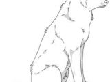 Draw A Sitting Wolf 1468 Best Wolf Images In 2019 Wolf Drawings Animal Drawings