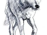 Draw A Sitting Wolf 180 Best Wolf Drawings Images Drawing Techniques Drawing