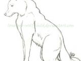 Draw A Sitting Wolf 521 Best Graphite Pencil Drawings Of Fox Images Pencil Drawings
