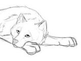 Draw A Wolf Laying Down 521 Best Graphite Pencil Drawings Of Fox Images Pencil Drawings
