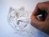 Draw A Wolf Laying Down How to Draw A Wolf In Colored Pencil