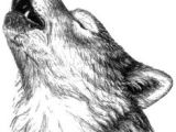 Draw A Wolf Sleeping 180 Best Wolf Drawings Images Drawing Techniques Drawing