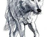 Draw A Wolf Sleeping Die 73 Besten Bilder Von Wolf Wolf Drawings Draw Animals Und Drawings